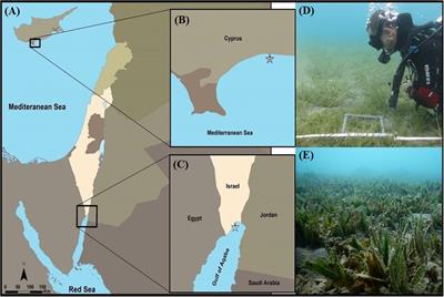 Responses of Invasive and Native Populations of the Seagrass Halophila stipulacea to Simulated Climate Change